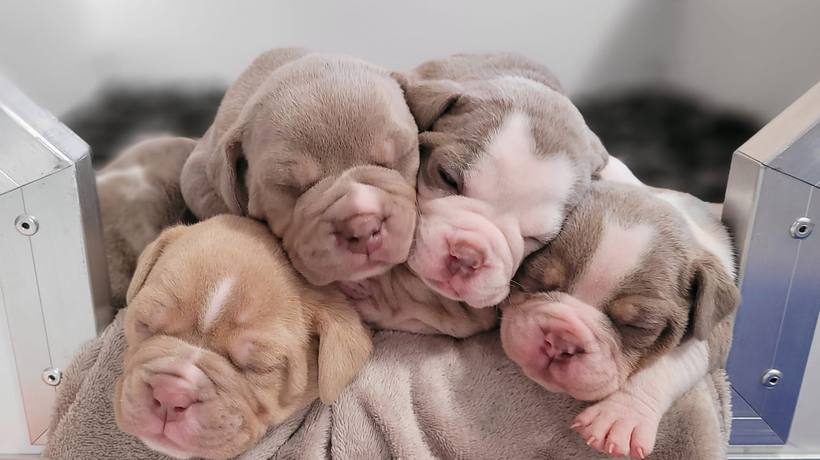 A litter of bulldogge puppies