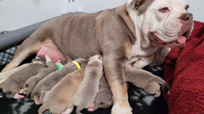 A bulldogge dam with her newborn litter