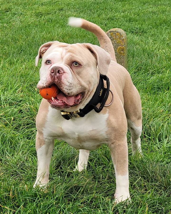 Kansas, a lilac Olde English Bulldogge