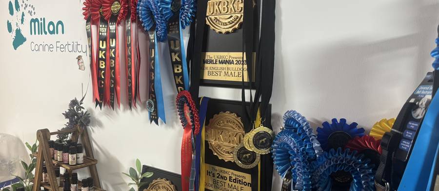 Rosettes and medals on the clinic wall at Milan