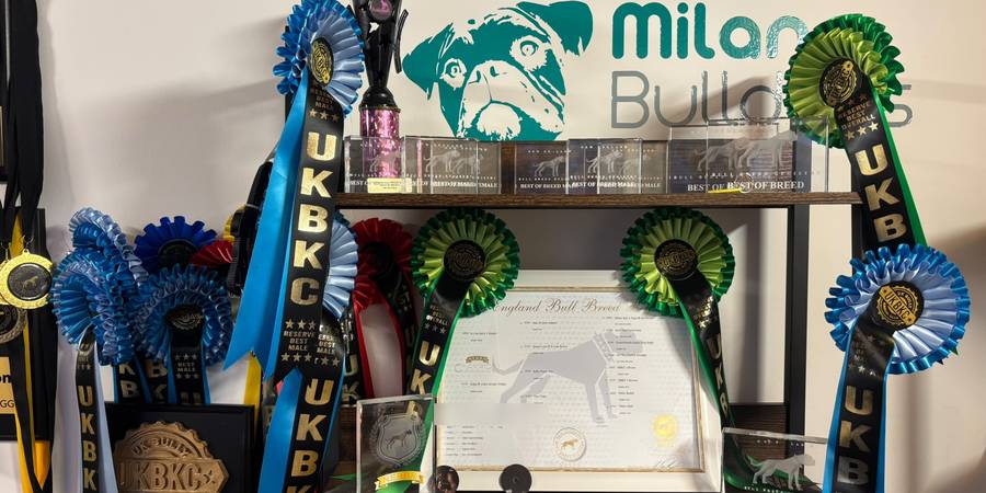 Dre's championship certificate, trophies and rosettes at Milan Bulldogs